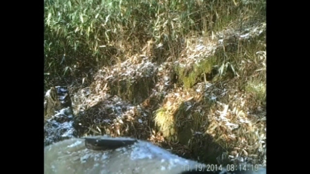 Wild giant panda caught on video camera