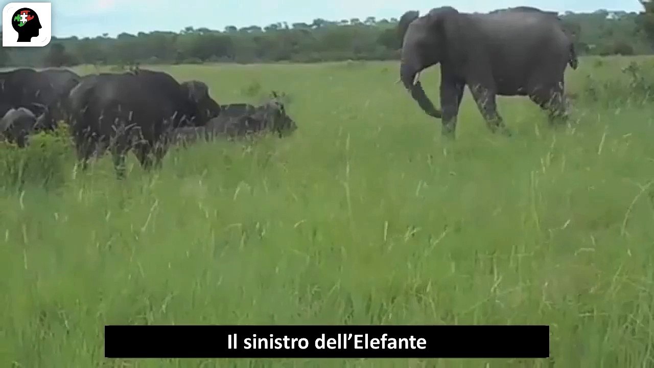 Il sinistro del eleffante