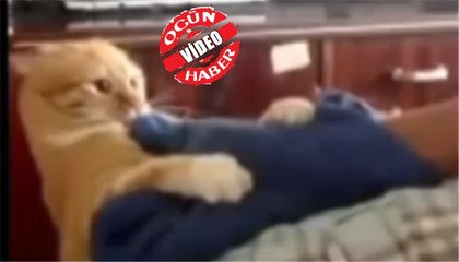 Çıldıran kedi sahibine saldırdı