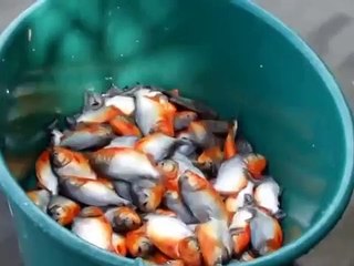 This Is How They Fish Piranhas In Brazil