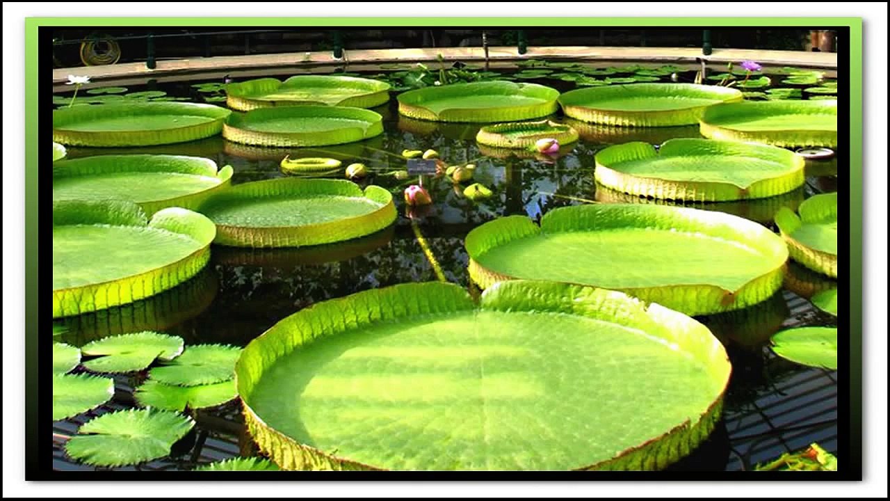 Colour of Lotus (PP)