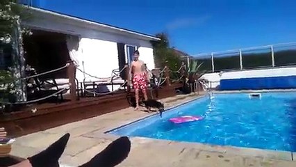 Perfect Dog surfing in a Pool - Video Dailymotion