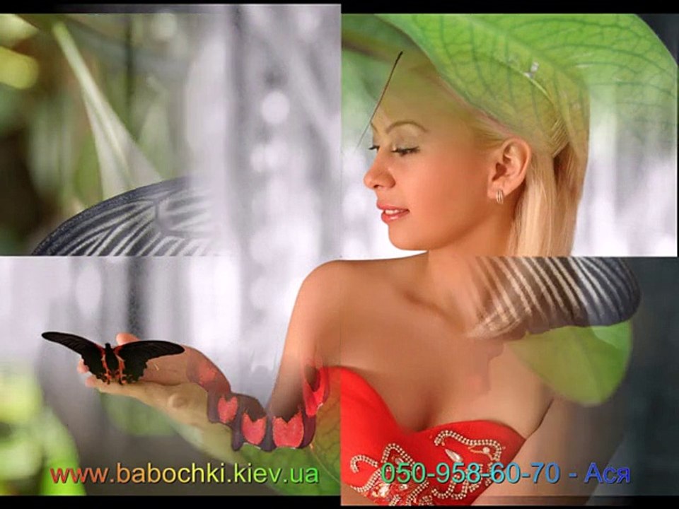 Купить живых бабочек для подарка Парусник Румянцева www.babochki.kiev.ua