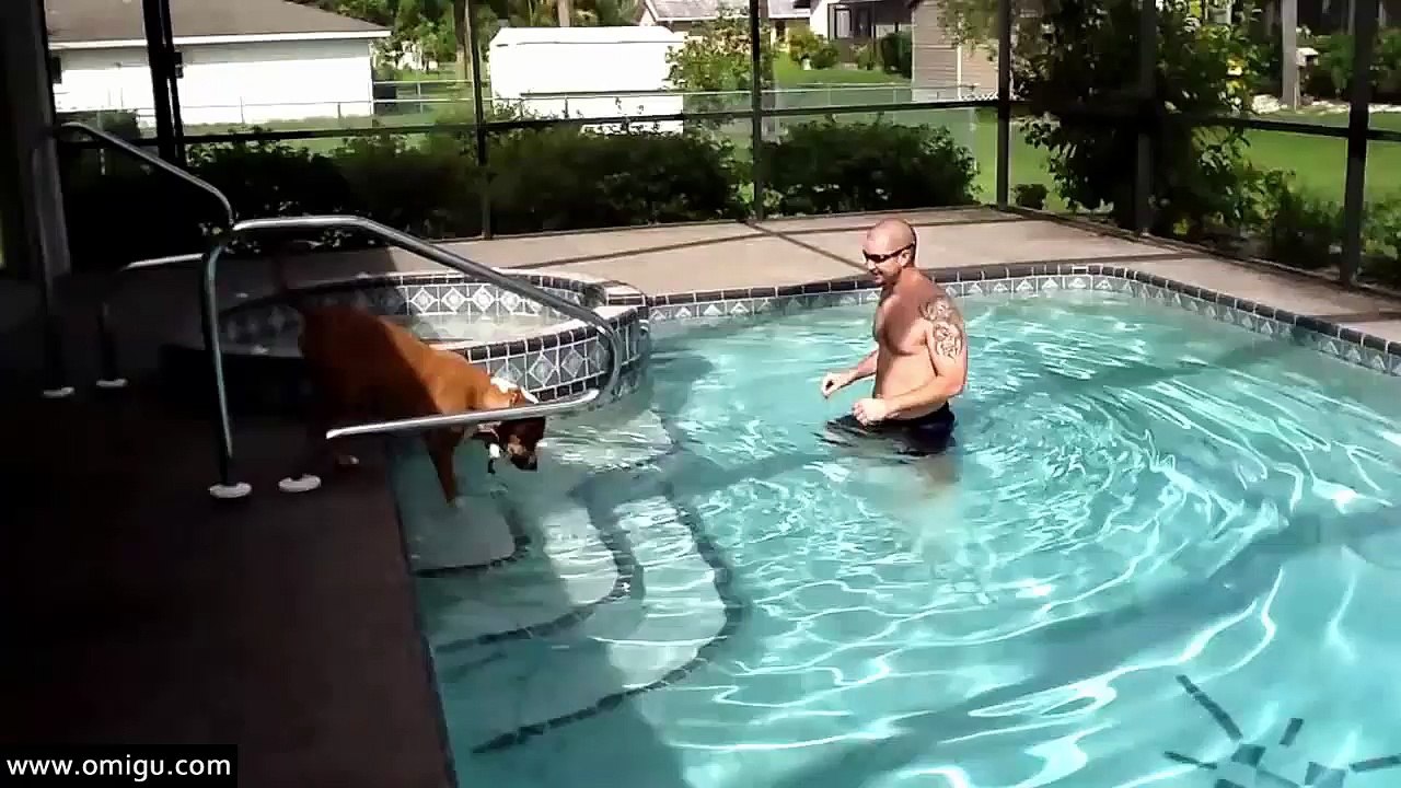 Dog Learning To Swim