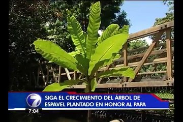 Crecimiento de árbol sembrado en honor al Papa
