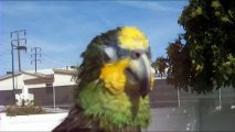 Parrot Taking Bath And Speaking Human & Animals Languages