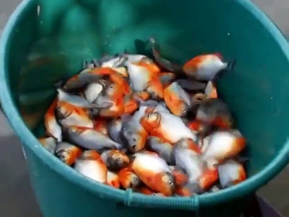 Pécher des piranhas en mode sauvage : la main dans l'eau! Fille courageuse...
