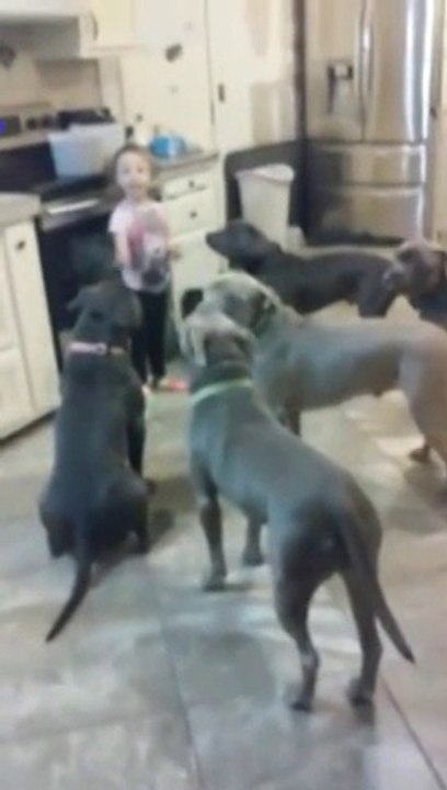 A little girl controls 5 big dogs... Who's the...