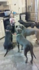 A little girl controls 5 big dogs... Who's the boss now?!