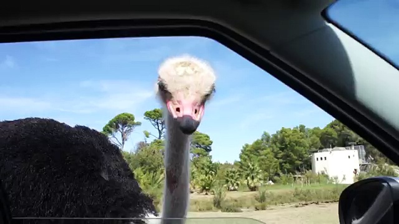 Funny ostrich