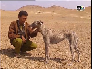 Chiens de la chasse saloughi