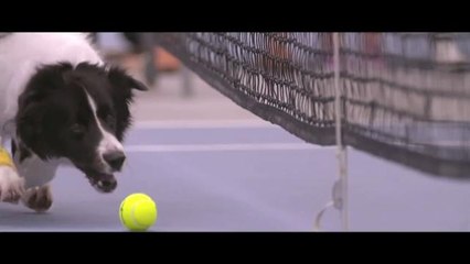 Dogs as Tennis Ball Boys Is An Idea We Took Way Too Long To Come Up With