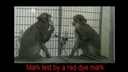 Scientists Say Monkeys Can Learn to Recognize Themselves in the Mirror