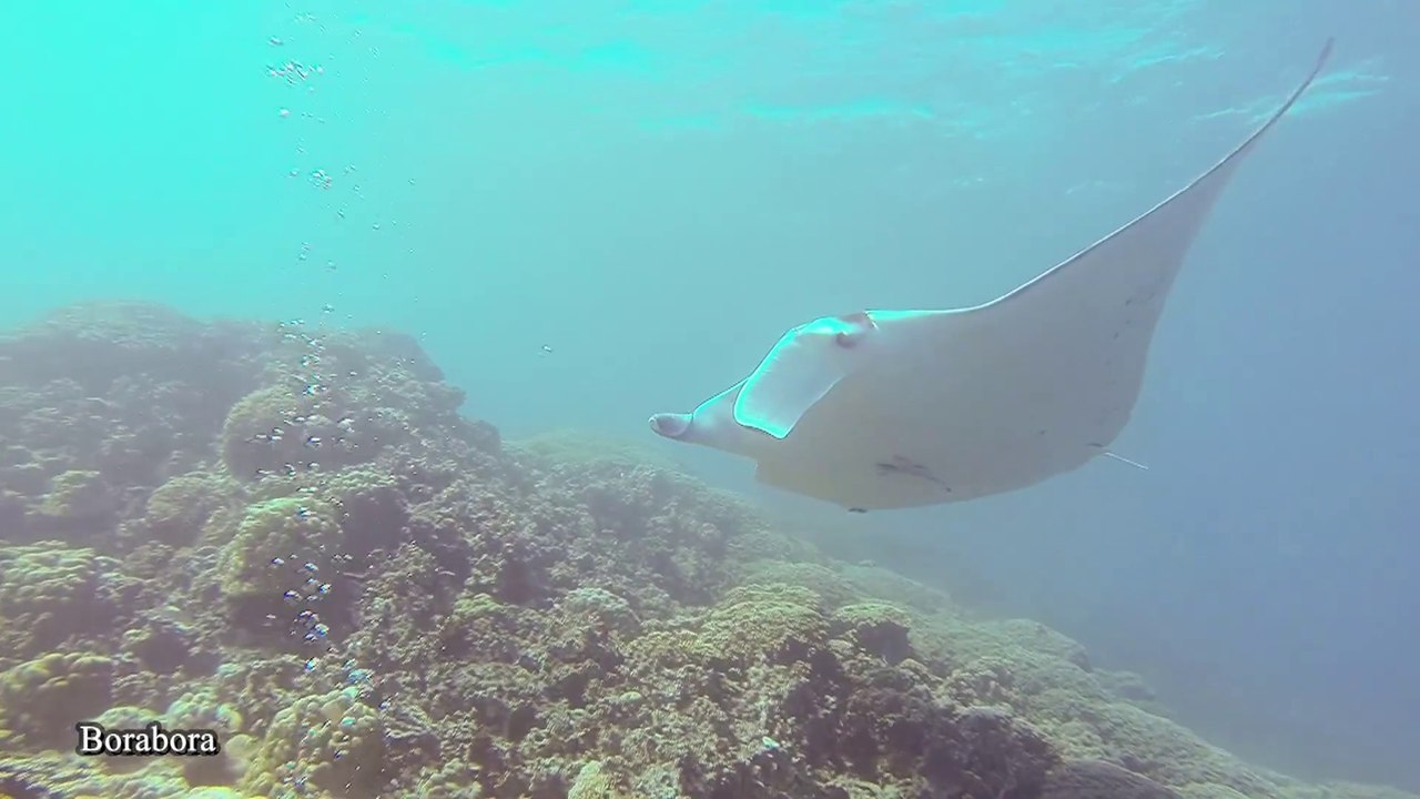 2013 Polynésie Française underwater