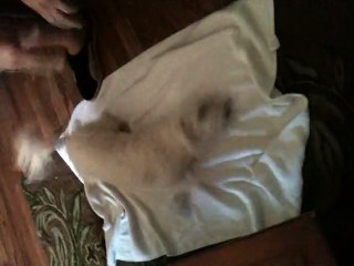 A Dog Running Very Fast in Home When Making This VIdeo