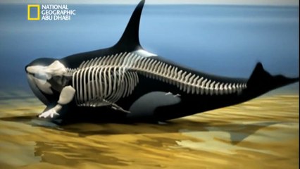 ‫وثائقي - أنا وحش- حيتان الأوركا HD‬‎