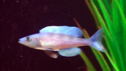 2015-01-10 - Tanganyika aquarium