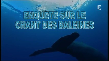 Enquete sur Le chant des baleines
