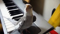 Cockatiel sing 