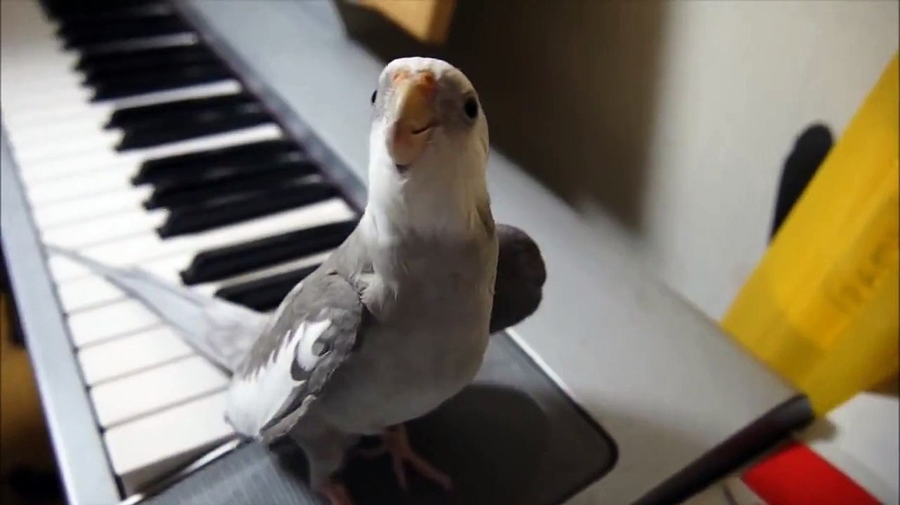 Cockatiel sing "My Neighbor Totoro"