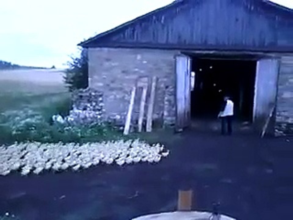 Russian Duck Operate
