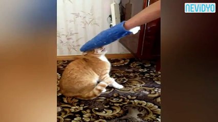 Kediyi o kadar sinirlendirdi ki