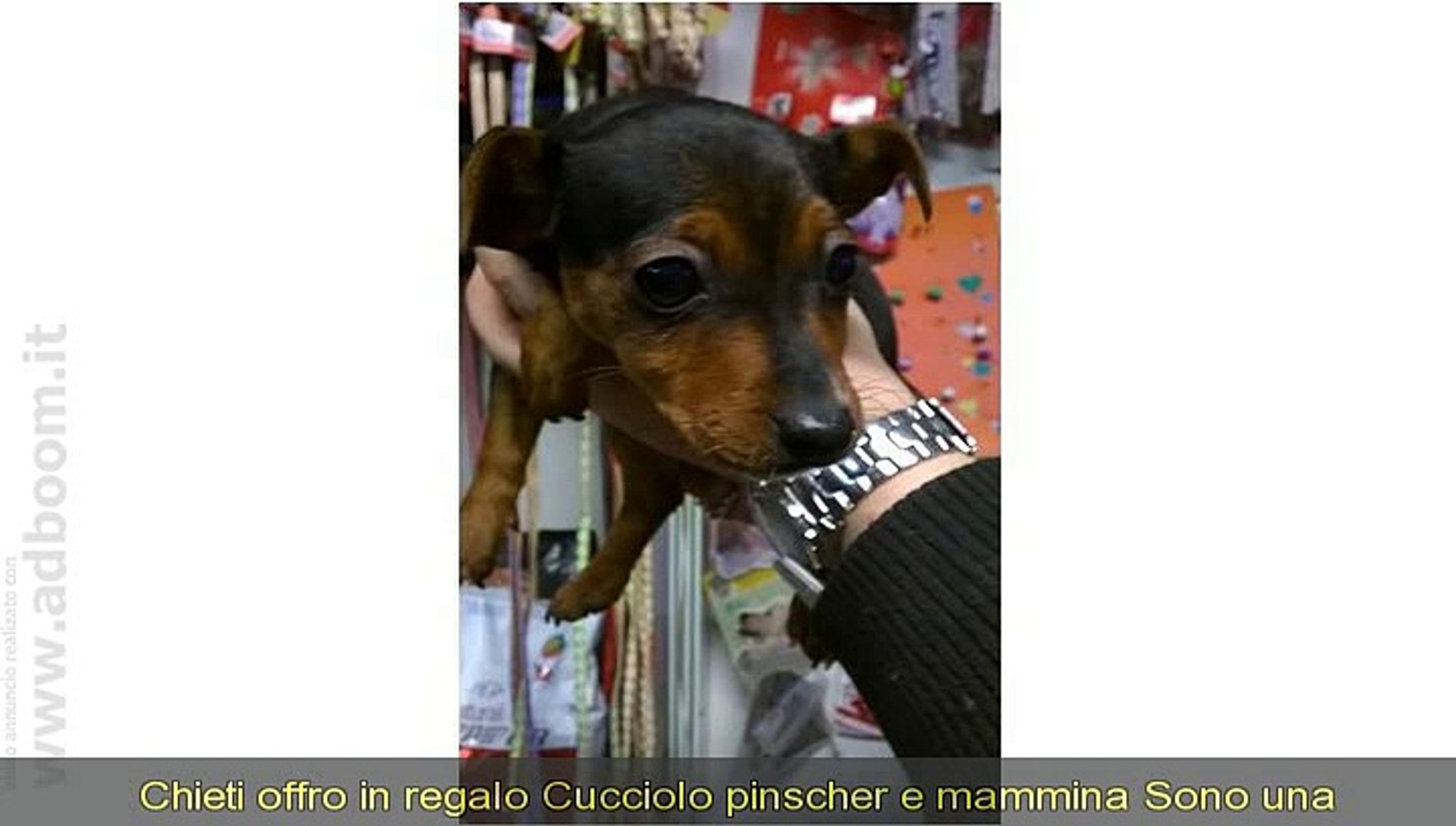 CHIETI, VASTO IN REGALO CUCCIOLO PINSCHER E MAMMINA - Video Dailymotion