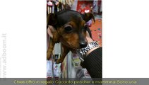 CHIETI, VASTO  IN REGALO  CUCCIOLO PINSCHER E MAMMINA