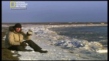 ‫وثائقي - الدب المترحل- الدب القطبي HD‬‎