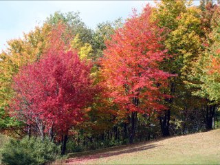 Beautifull Fall Colours : Amazing Nature
