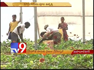 Green signal for Green house cultivation