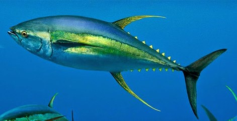 Modern Mucizeler: Ton Balığı