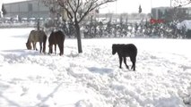 Bursa İnegöl Başı Boş Atlar Karınlarını Böyle Doyuruyorlar