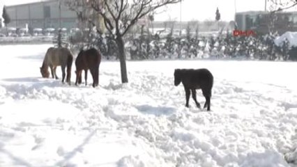 Bursa İnegöl Başı Boş Atlar Karınlarını Böyle Doyuruyorlar