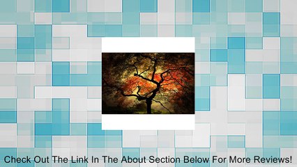 Trademark Fine Art Japanese Tree by Philippe Sainte-Laudy Canvas Wall Art Review