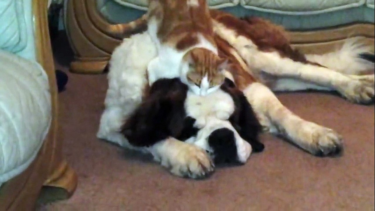Diego the cat gets a hug of his bessie mate Goliath the St. Bernard