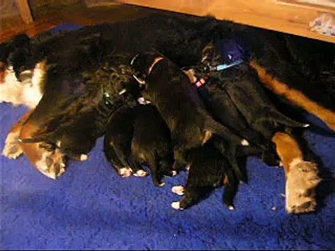 10 janv bébés à la tétée