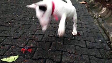 Bull terrier and a crab dog