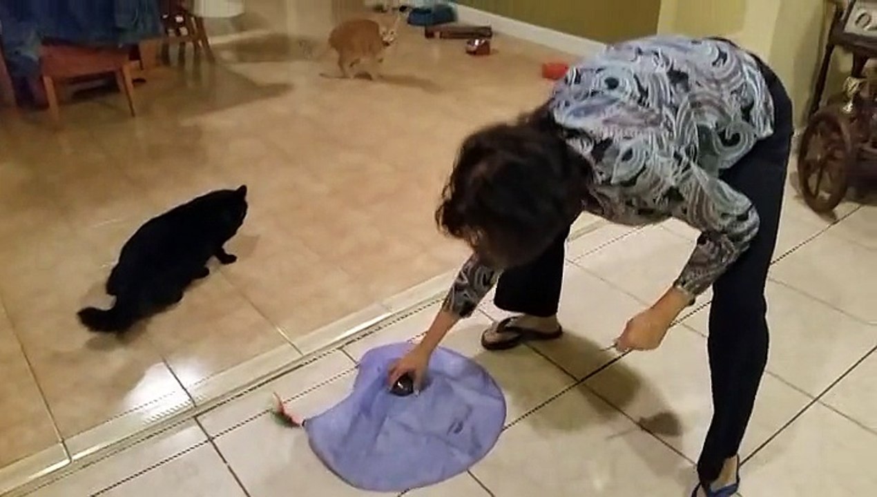 cats playing with toy