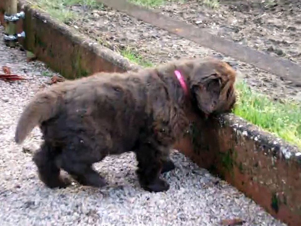 chiots terre neuve marron bronze de l'élevage de VALOYAN