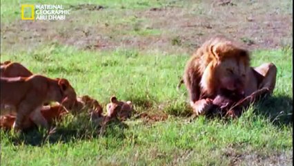 ‫وثائقي - أنا وحش- الأسد HD‬‎