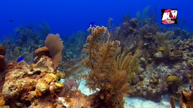 Подводный мир- 2