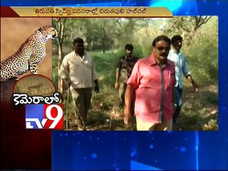 Cheetah spotted at Tirupati SVIMS, residents terrified