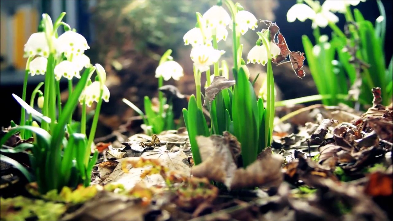 gürcan koç gelincikle kardelenin aşkı