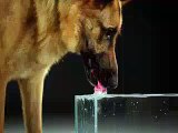 How Dog Drink Water In Ultra Slow Motion