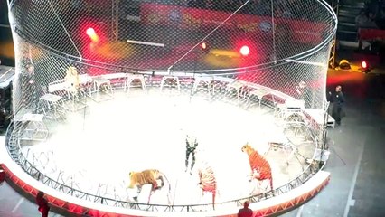 Amazing Tiger act at Circus