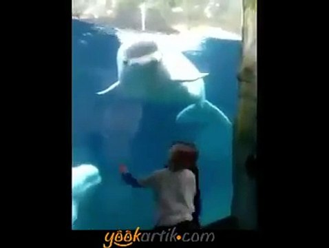 Çok tatlı oluyor bu yunus balıkları :)