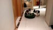 French Bulldog named Pixel finally gets his revenge on the cat, who keeps stealing his bed