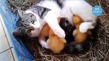 قطة تحمي صيصان مثل اولادها