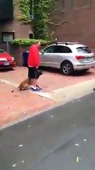 Unbelievably well trained dog